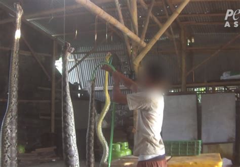 louis vuitton slaughterhouse|PETA Exposé: Python Supplier to Louis Vuitton Owner Uncovered.